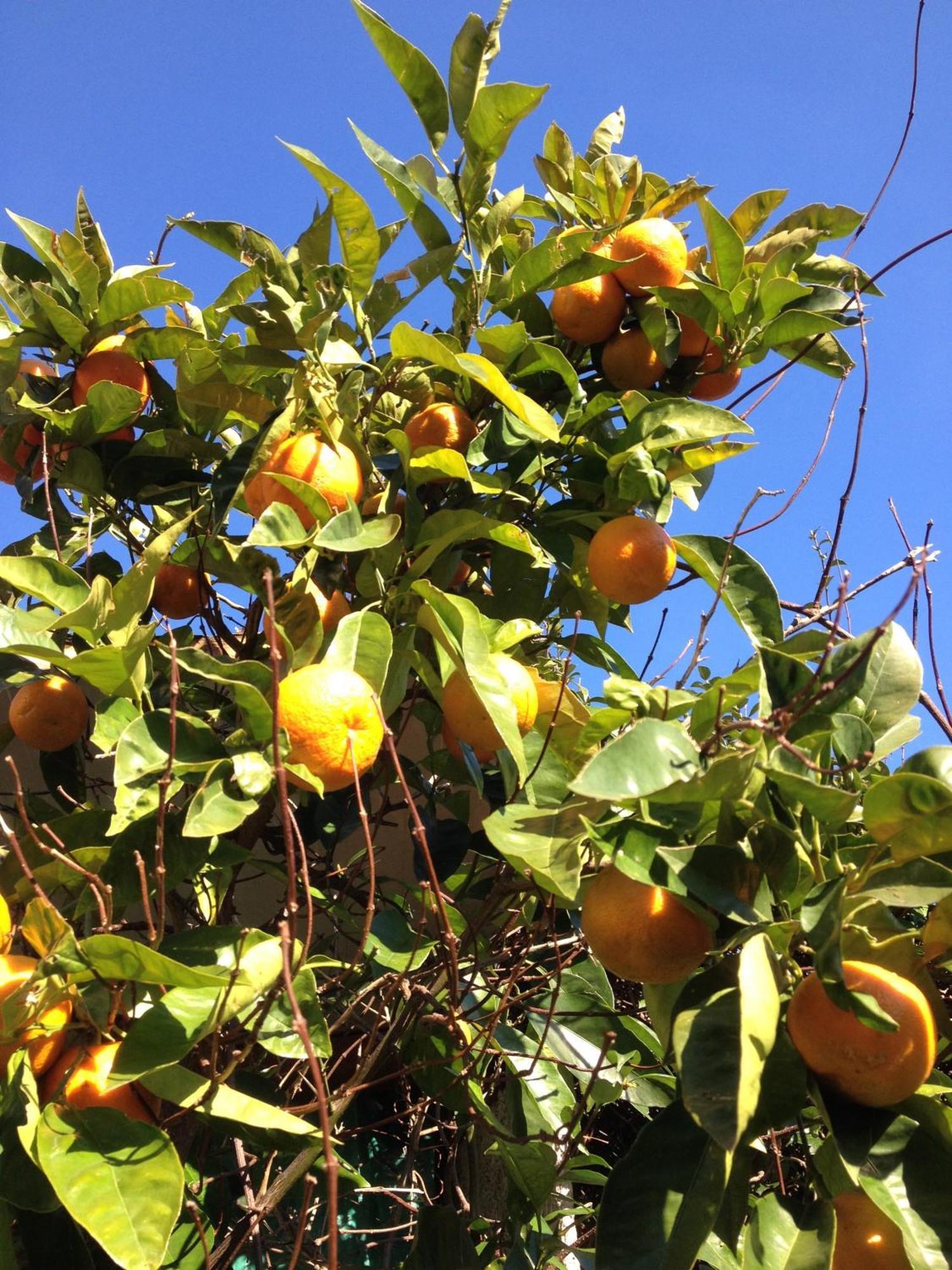 Agriturismo Olivarancio Leivi المظهر الخارجي الصورة