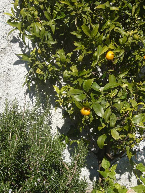 Agriturismo Olivarancio Leivi المظهر الخارجي الصورة
